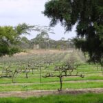 From Adelaide: Clare Valley Winery Tour - Wineries and Tastings: A Journey Through Flavor