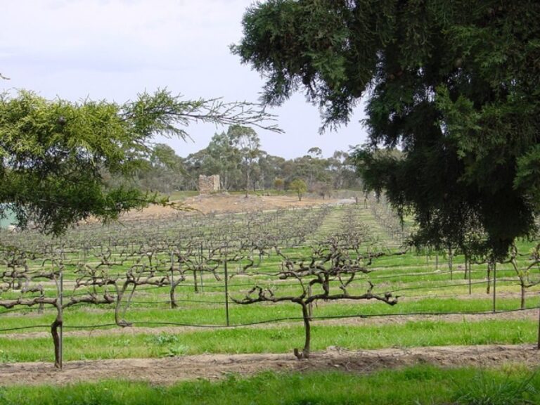 From Adelaide: Clare Valley Winery Tour - Wineries and Tastings: A Journey Through Flavor
