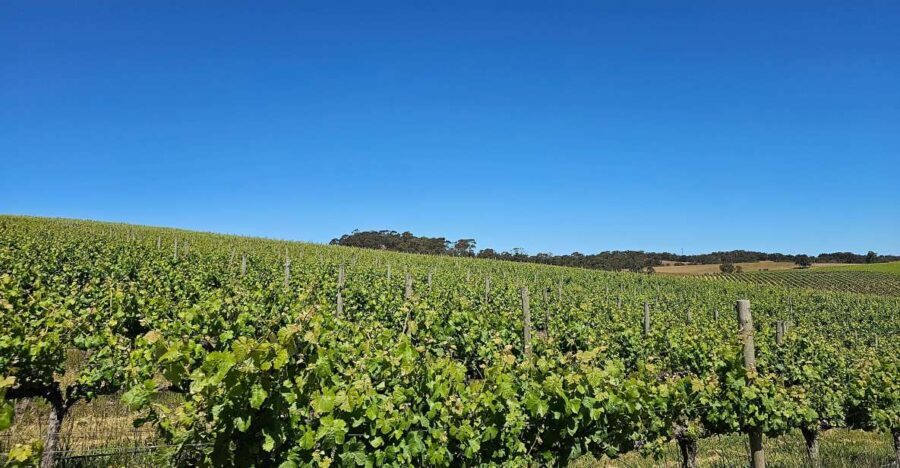 From Adelaide: Cuddle a Koala and Historic Hahndorf Tour - The Practical Aspects: How It Works & What to Expect