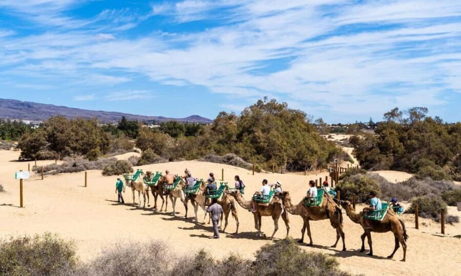 From Agadir: Camel Ride and Flamingo Trek - Transportation, Timing, and Group Size