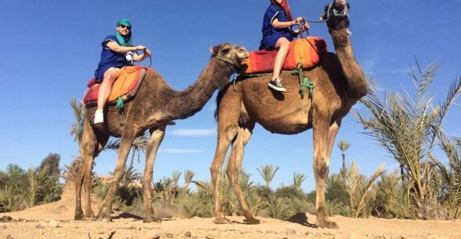 From Agadir: Camel Ride Tour with Hotel Pickup and Drop-Off - Who Would Love This Tour?