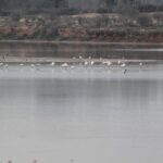 From Agadir or Taghazout: Camel Ride Tour & Flamingos Watch - The Authenticity and Quality of the Guides
