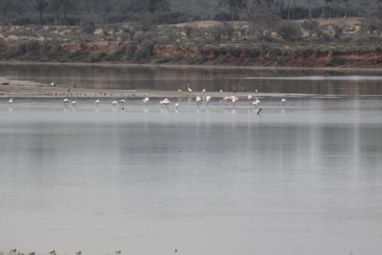 From Agadir or Taghazout: Camel Ride Tour & Flamingos Watch - The Authenticity and Quality of the Guides