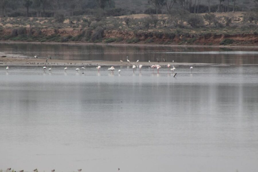 From Agadir or Taghazout: Camel Ride Tour & Flamingos Watch - The Authenticity and Quality of the Guides