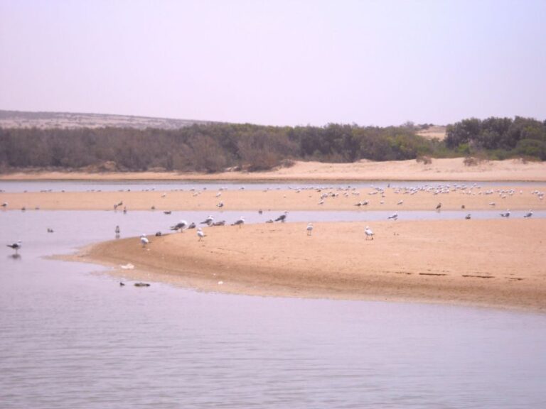 From Agadir: Souss Massa National Park Tour - What’s Included and What’s Not