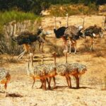 From Agadir: Souss-Massa National Park Tour with Lunch - Visiting the Wild Beach and Fishing Village
