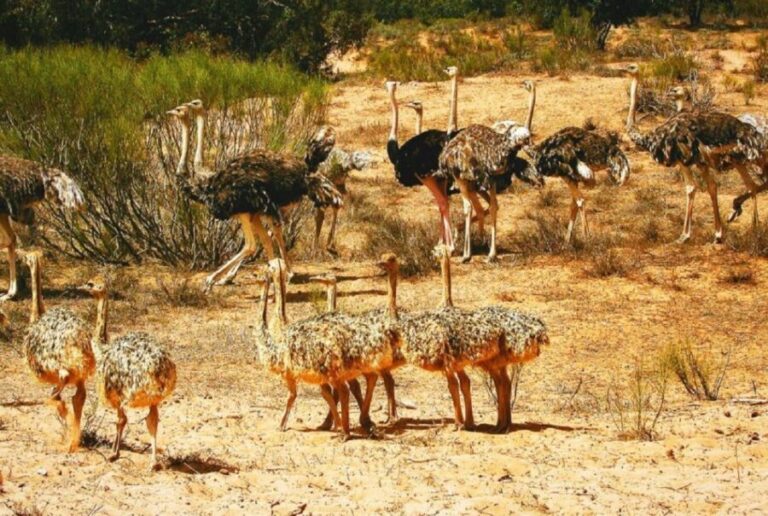 From Agadir: Souss-Massa National Park Tour with Lunch - Visiting the Wild Beach and Fishing Village