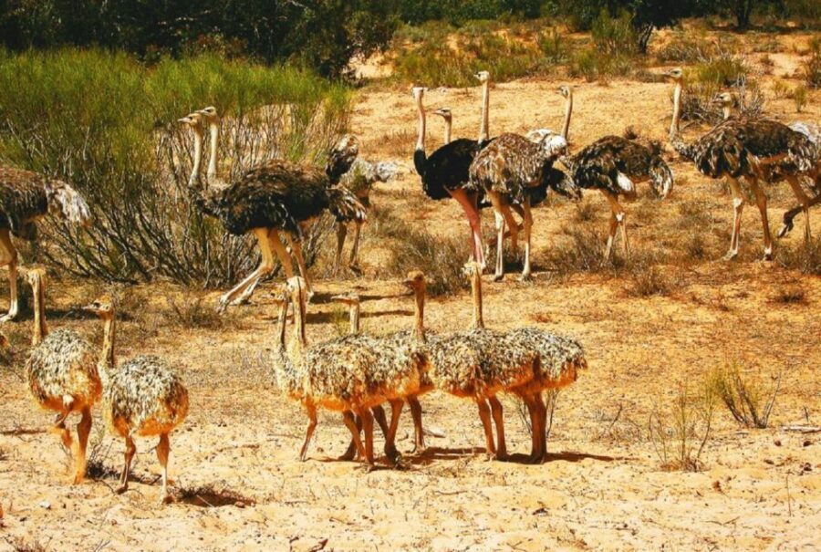 From Agadir: Souss-Massa National Park Tour with Lunch - Visiting the Wild Beach and Fishing Village