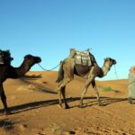 From Agadir/Taghazout: Sahara Sand Dunes with Transfer - What’s Included and What to Know