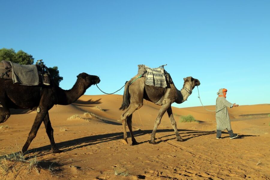 From Agadir/Taghazout: Sahara Sand Dunes with Transfer - What’s Included and What to Know