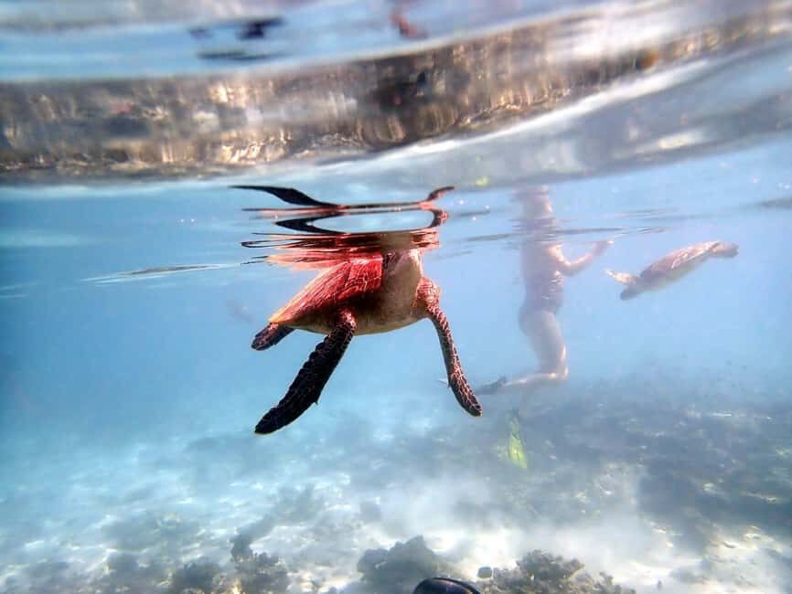 From Al-Seeb: Dimaniyat Islands Boat Trip with Snorkeling - Detailed Breakdown of the Experience