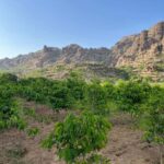From Alreeth: Black Mountain & Coffee Plantation Tour - What You Can Expect on the Tour