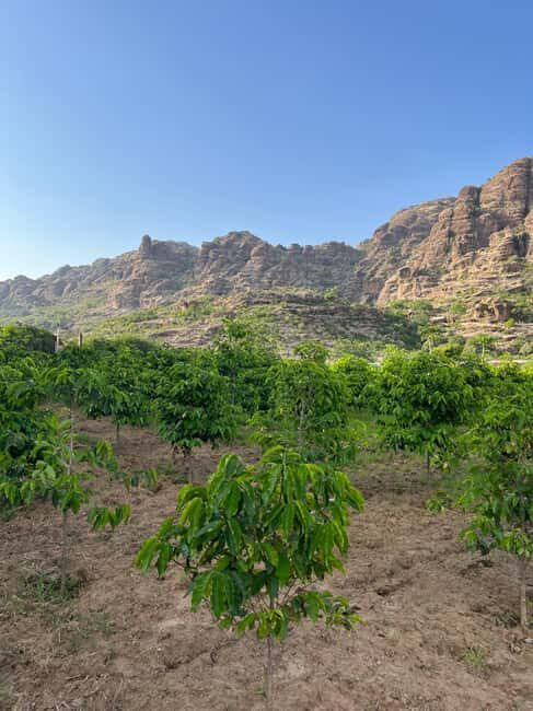 From Alreeth: Black Mountain & Coffee Plantation Tour - What You Can Expect on the Tour