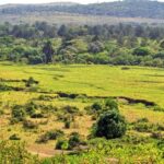 From Arusha: 1 Day Arusha National Park Guided Safari Trip - FAQ