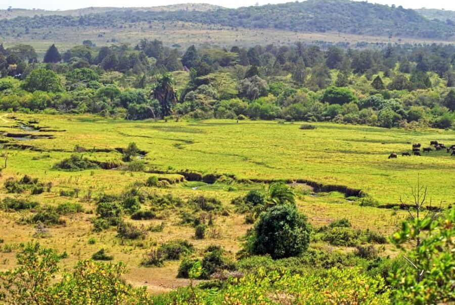 From Arusha: 1 Day Arusha National Park Guided Safari Trip - FAQ