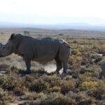 From Arusha : 11-day Amazing North Tanzania Safari,Serengeti - The Value of This Safari: What You Really Get