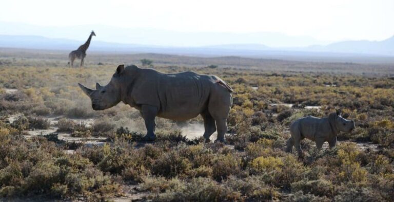 From Arusha : 11-day Amazing North Tanzania Safari,Serengeti - The Value of This Safari: What You Really Get
