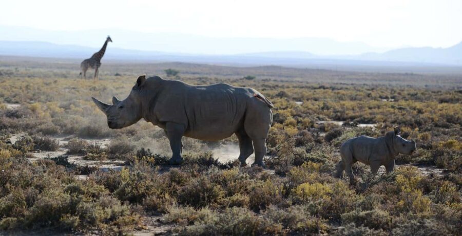 From Arusha : 11-day Amazing North Tanzania Safari,Serengeti - The Value of This Safari: What You Really Get