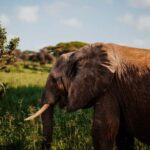 From Arusha: 12-Day Safari and Beach Luxury Tour - What Makes This Tour Stand Out?