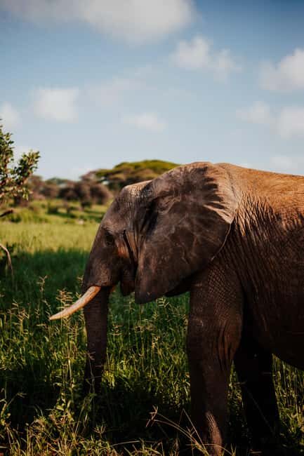 From Arusha: 12-Day Safari and Beach Luxury Tour - What Makes This Tour Stand Out?