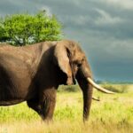 From Arusha: 2-Day Safari Through Tarangire and Lake Manyara - The Experience in Context