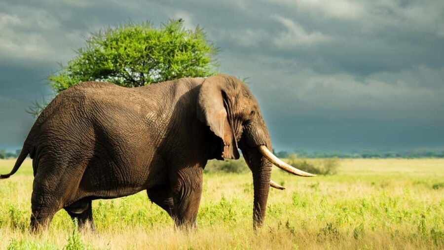 From Arusha: 2-Day Safari Through Tarangire and Lake Manyara - The Experience in Context