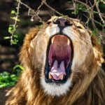 From Arusha: 3-Day Big Cats Safari Serengeti, Tarangire - What’s Included and What’s Not