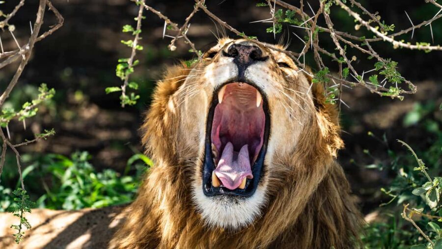 From Arusha: 3-Day Big Cats Safari Serengeti, Tarangire - What’s Included and What’s Not