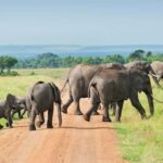 From Arusha: 3-Day Mikumi and Ruaha National Parks Safari - An Overview of the 3-Day Tanzanian Safari