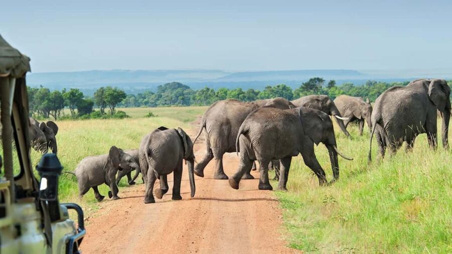From Arusha: 3-Day Mikumi and Ruaha National Parks Safari - An Overview of the 3-Day Tanzanian Safari