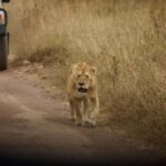FROM ARUSHA: 3-DAY TANZANIA TASTE MIDRANGE SAFARI - Authentic Wildlife & Landscape Encounters