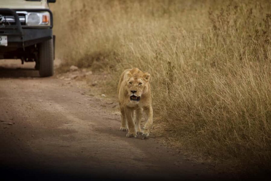 FROM ARUSHA: 3-DAY TANZANIA TASTE MIDRANGE SAFARI - Authentic Wildlife & Landscape Encounters