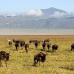 From Arusha: 4-Day Rift Valley Safari with Lodging - The Itinerary Breakdown