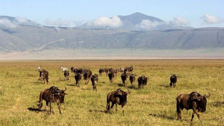 From Arusha: 4-Day Rift Valley Safari with Lodging - The Itinerary Breakdown