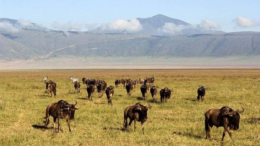From Arusha: 4-Day Rift Valley Safari with Lodging - The Itinerary Breakdown
