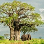 From Arusha: 5 Day Cats, Calves & Crater Safari,Ngorongoro - Day 3: Further exploration of Ndutu and the Serengeti