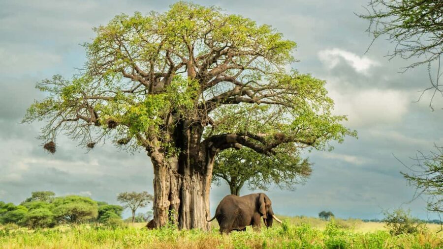 From Arusha: 5 Day Cats, Calves & Crater Safari,Ngorongoro - Day 3: Further exploration of Ndutu and the Serengeti