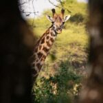 FROM ARUSHA: 5-DAY TANZANIA MAGIC MIDRANGE SAFARI - Authentic Experiences and Practical Details