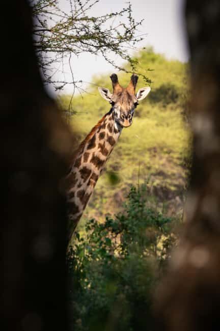 FROM ARUSHA: 5-DAY TANZANIA MAGIC MIDRANGE SAFARI - Authentic Experiences and Practical Details