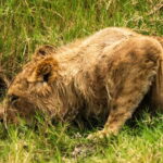 From Arusha: 5-Day Valleys and Highlands Safari Ngorongoro - Lake Manyara and the Tree-Climbing Lions