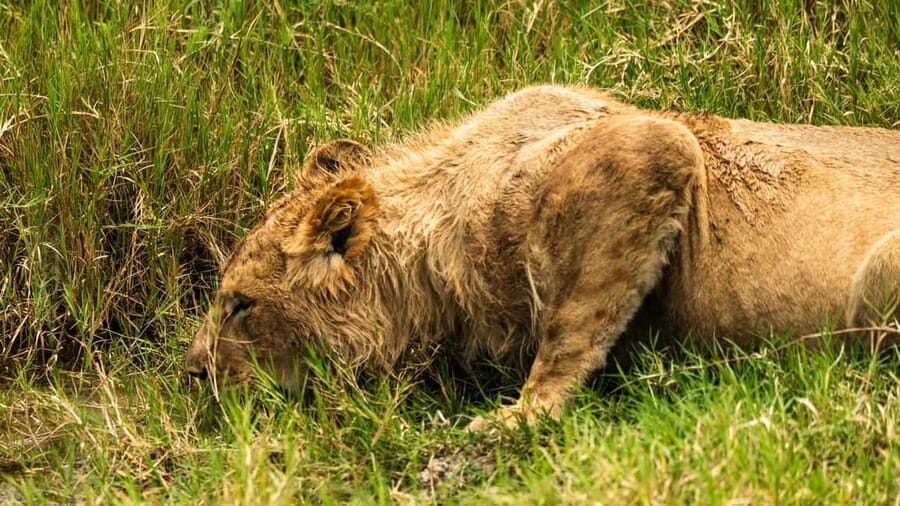 From Arusha: 5-Day Valleys and Highlands Safari Ngorongoro - Lake Manyara and the Tree-Climbing Lions