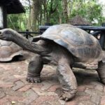 From Arusha: 5-Days Zanzibar Tour with Snorkeling - Introduction to the Zanzibar Tour
