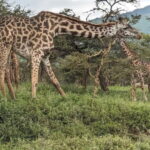 From Arusha: 6-Day Safari to Tarangire, Serengeti, and - What Sets This Tour Apart
