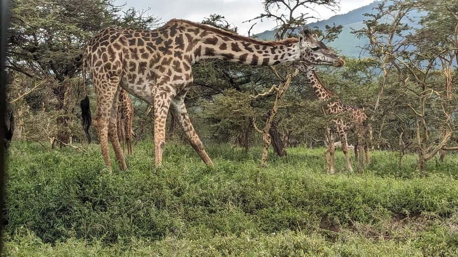 From Arusha: 6-Day Safari to Tarangire, Serengeti, and - What Sets This Tour Apart