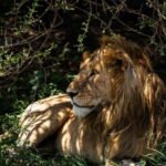 From Arusha: 6 Days Private Safari Eastern Great Rift Valley - Journey Through the Tanzanian Wilderness