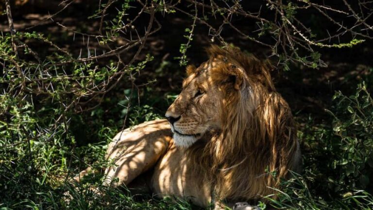 From Arusha: 6 Days Private Safari Eastern Great Rift Valley - Journey Through the Tanzanian Wilderness