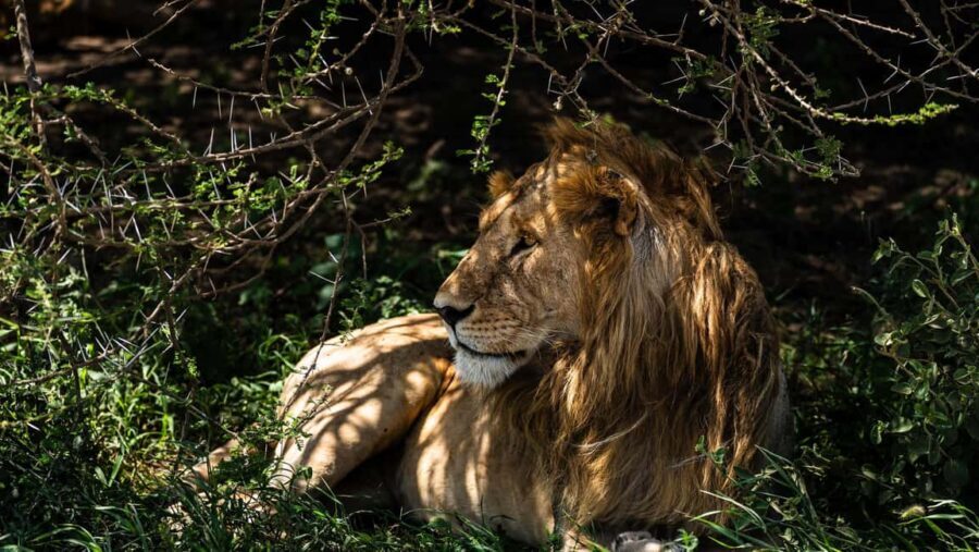 From Arusha: 6 Days Private Safari Eastern Great Rift Valley - Journey Through the Tanzanian Wilderness