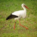 From Arusha: 7-Day Northern Tanzania Safari - Day 2: Exploring Lake Manyara National Park
