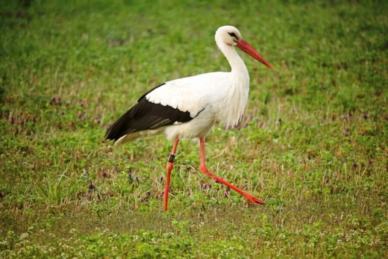 From Arusha: 7-Day Northern Tanzania Safari - Day 2: Exploring Lake Manyara National Park