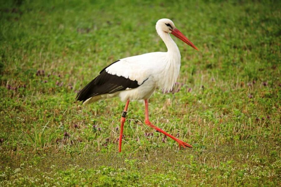 From Arusha: 7-Day Northern Tanzania Safari - Day 2: Exploring Lake Manyara National Park